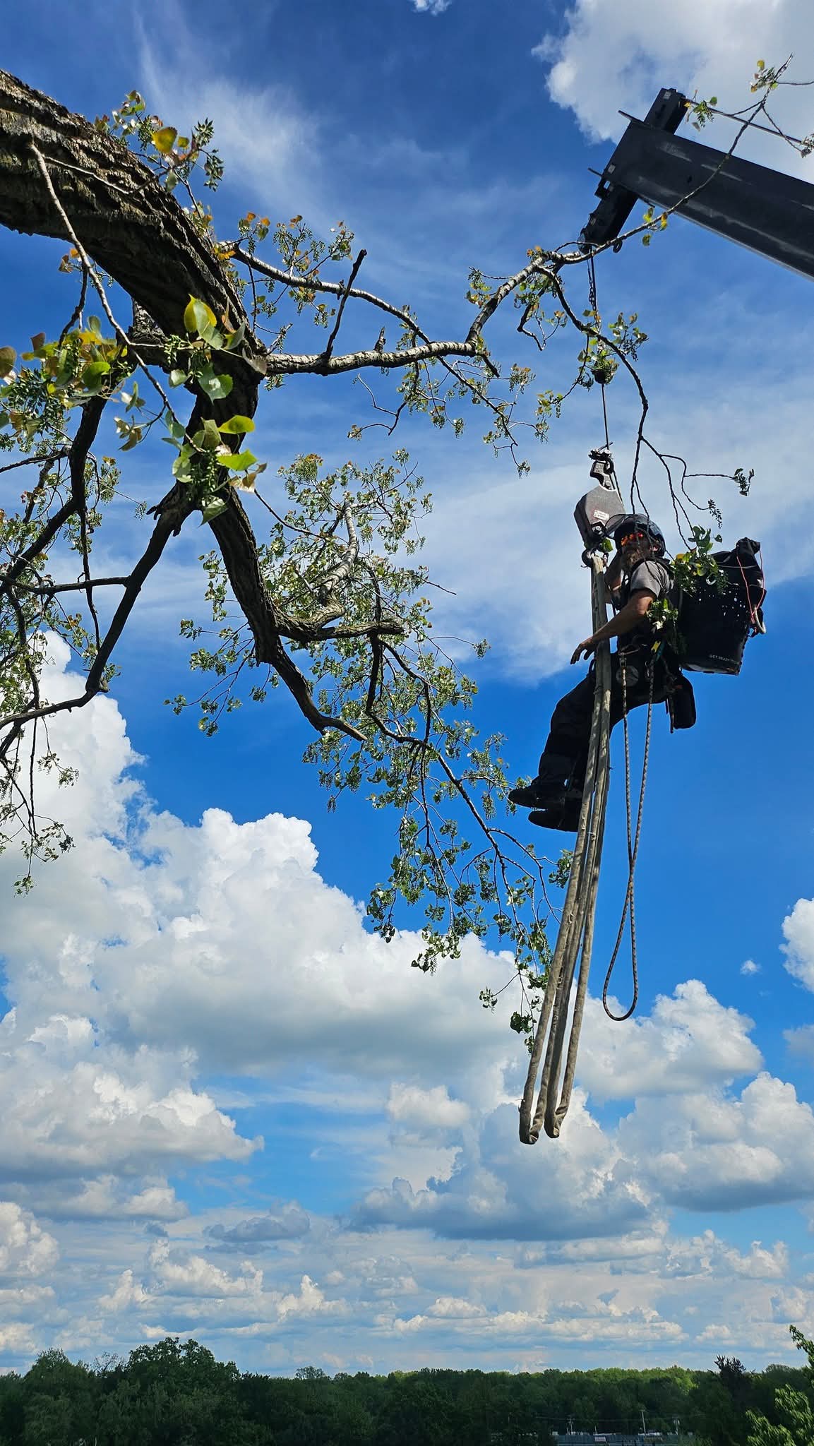 Tree climber suspended from crane aerial lift working in tree canopy against blue sky