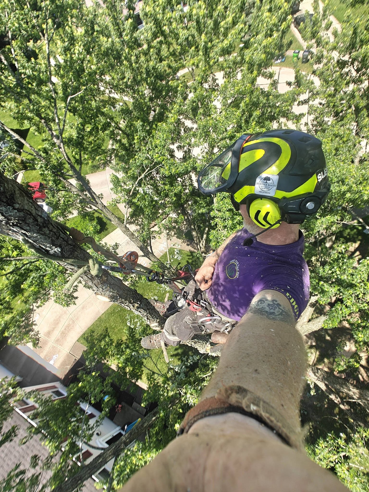 Dramatic overhead view from the treetop